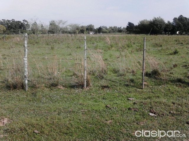 ¡¡ REGALO 3 HECTAREAS Y MEDIA EN NUEVA ITALIA A 4.000 MIL METROS DEL CENTRO 190 MILLONES ¡¡¡ — foto 3