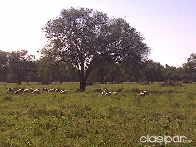 VENDO ESTANCIA FORMADA EN EL KM 180 DE LA RUTA XII - GRAL. BRUGUEZ- DPTO DE PDTE. HAYES — foto 3