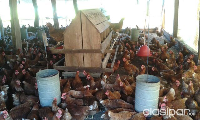 Vendo Propiedad en Cnel Oviedo (granja) — foto 3