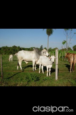 Vendo hermoso Terreno quince ectaria con arroyo y monte — foto 3
