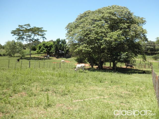 Cerca de Coronel Oviedo Campo bien cuidado — foto 2