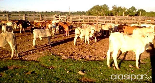 GRAN ESTANCIA FUNCIONANDO EN OFERTA!!! 827 HECTÁREAS. A 45 km. de la ciudad de Concepción. — foto 2