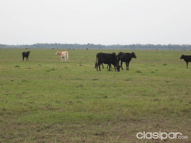 VENDO CAMPO ZONA VILLETA CAMINO A ALBERDI ESPECIAL PARA GANADERIA Y REFORESTACION — foto 3