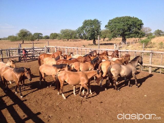 VENDO 10 CABALLOS CRIOLLOS — foto 2