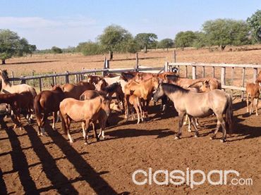 VENDO 10 CABALLOS CRIOLLOS — foto 3