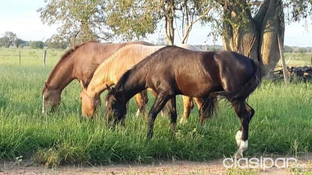 VENDO 14 CUARTO DE MILLA — foto 2