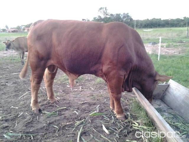 Oferta de ganado — foto 2