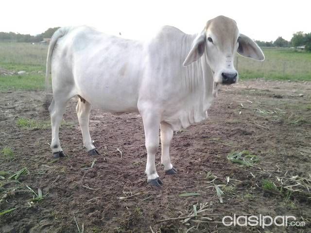 Oferta de ganado — foto 3