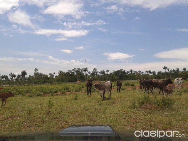 VENDO TERRENO DE 13 HECTÁREAS EN PARAGUARÍ — foto 2
