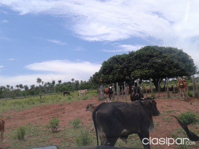 VENDO TERRENO DE 13 HECTÁREAS EN PARAGUARÍ — foto 3