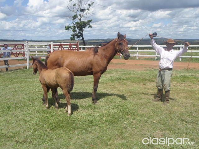 VENDO 20 YEGUAS PREÑADAS — foto 2