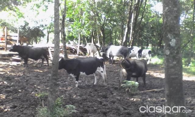 REGALO 25 VACAS LECHERAS — foto 2