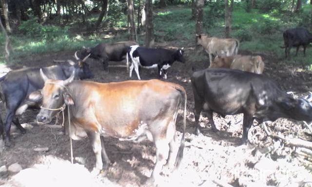 REGALO 25 VACAS LECHERAS — foto 3