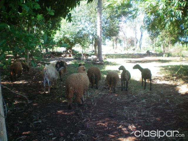VENDO TERRENO DE 9 Ha (Granja)!!!!!! — foto 2