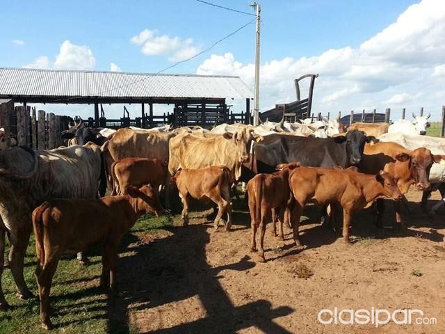 VENDO 110 VACAS PREÑADAS — foto 2