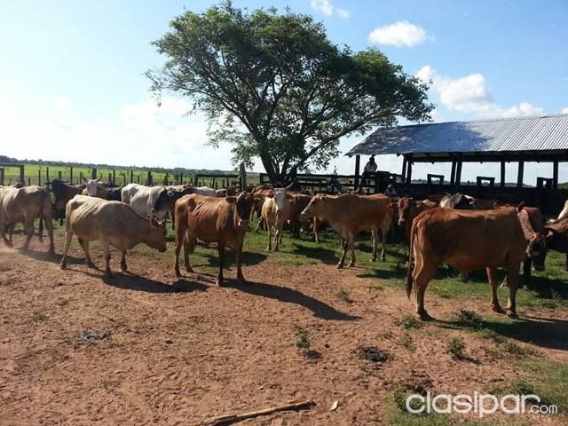 VENDO 110 VACAS PREÑADAS — foto 3
