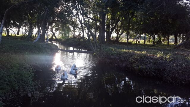 VENDO 2 HECTAREAS EN NUEVA ITALIA — foto 2