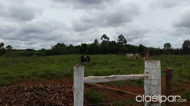 VENDO HERMOSA GRANJA DE 12 HAS EN LA FORTUNA — foto 2