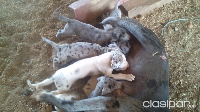 PERRO GRANDANES — foto 2