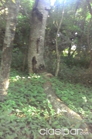 Vendo terreno arbolado — foto 2