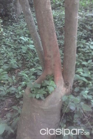 Vendo terreno arbolado — foto 3