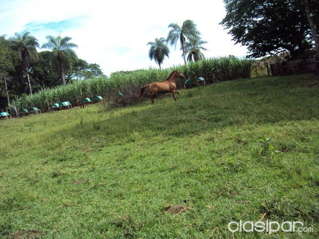 VENDO HERMOSA PROPIEDAD DE 23 HAS EN SANTA ROSA DE LIMA SAN PEDRO — foto 2
