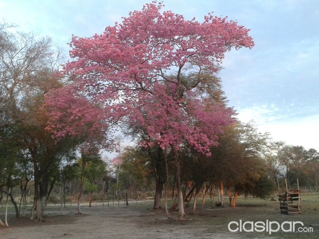 VENDO INMUEBLE RURAL RUTA 12 - GRAL. BRUGUEZ - DPTO. PDTE. HAYES — foto 2