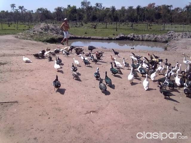 Vendo granja en km 41 yguazu — foto 2