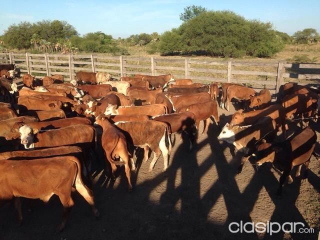 VENDO 600 DESMAMANTES BRAFORD — foto 3