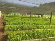 Vendo Plantines De Yerba Mate
