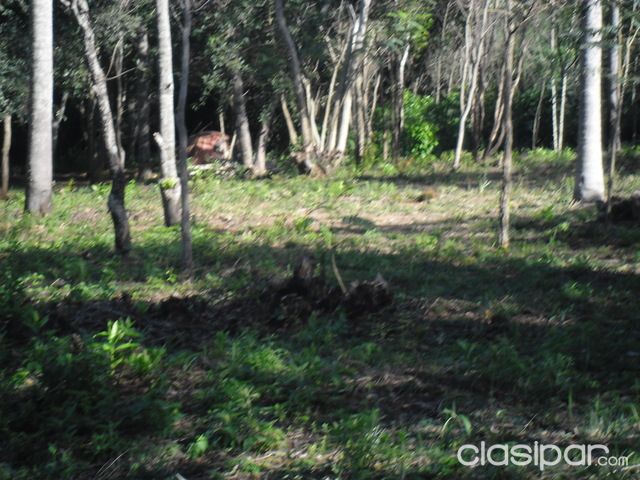 VENDO 28 HECTÁREAS EN CAACUPÉ — foto 3