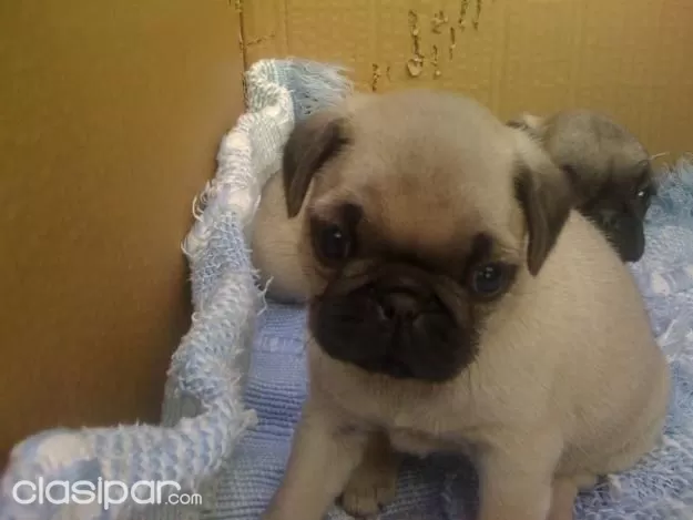 Vendo Cachorros De Pug Carlino 59019 Clasipar Com En Paraguay