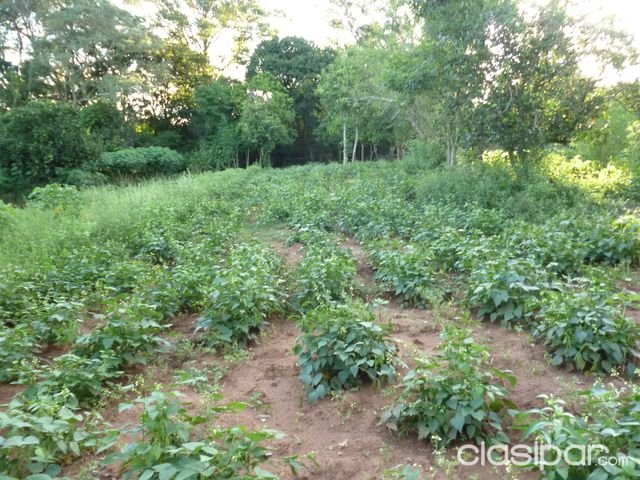 Vendo una propiedad de 41 has en piribebuy — foto 2