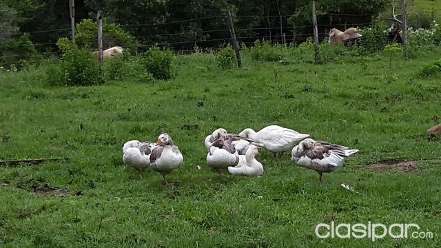 VENDO CAMPO EN TRINIDAD — foto 2
