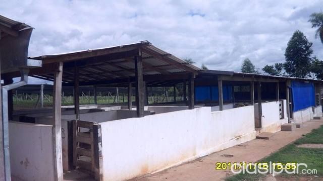 Vendo granja de 4 has en Coronel Oviedo — foto 2