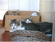 OFREZCO GATOS Y GATITOS EN ADOPCIÓN!!