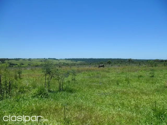 PROPIEDAD AGRICOLA GANADERA EN CAAZAPA TIERRA ROJA — foto 2