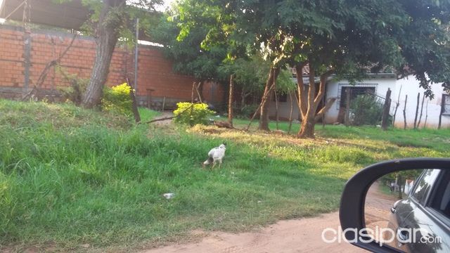 vendo terreno ccon casita en luque — foto 3