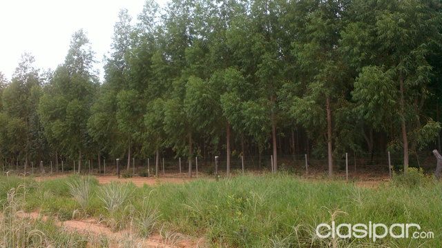 ALQUILERES DE TIERRAS RURALES, EN TODO EL PAÍS!!! — foto 3