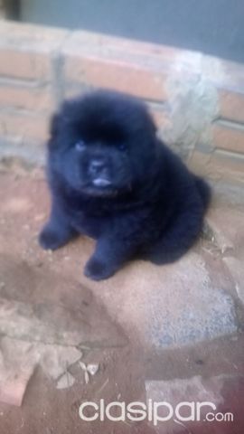 Chow Chow Negro Ultimo Cachorrito Clasipar Com En Paraguay