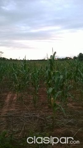 Vendo terreno en santa rosa del aguaray ruta 3 — foto 2