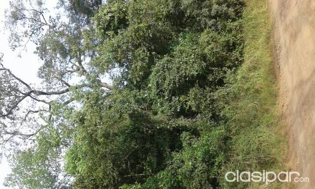 Vendo una propiedad de 10 hectáreas, ubicado en Cambyreta Centro Itapúa. — foto 3