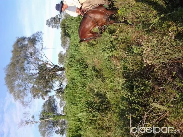 vendo estancia 2113 hectarias bajo chaco — foto 3