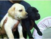 CACHORROS LABRADORES - LABRADOR NEGROS Y DORADOS