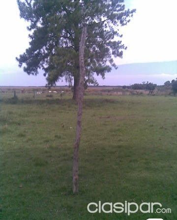 Fazenda no Paraguai, com 533 hectares, em Caazapá — foto 3