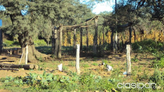 ATENCIÓN INVERSIONISTAS! CHACO PARAGUAYO ZONA GENERAL DIAZ — foto 3