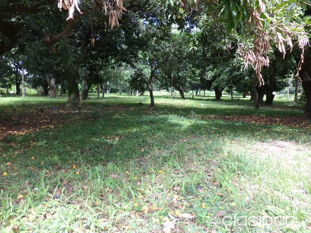 Terreno en Luque de 8975m2 — foto 2