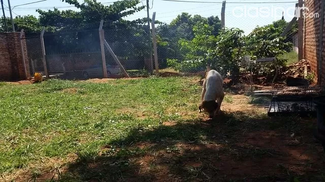 VENDO TERRENO EN LAMBARE A 4 CUADRAS DE CACIQUE LAMBARE ZONA SUPER 6 — foto 3
