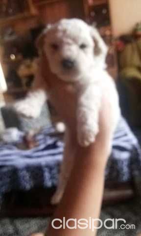 1 caniche de raza toy — foto 2