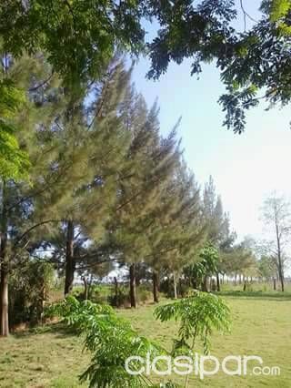 Terreno títulado y en nivel plano, cercado...km 22 moday — foto 3